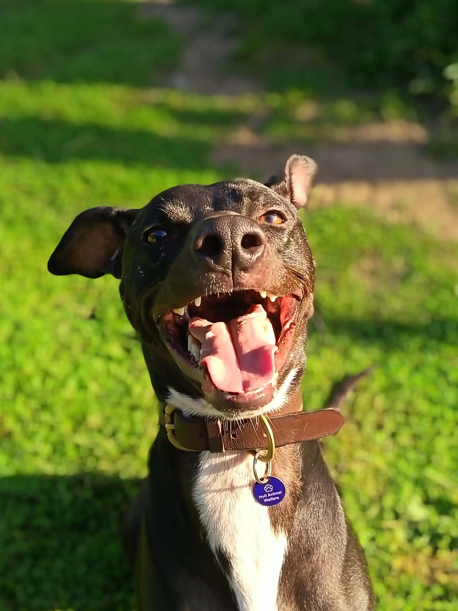 Bruno