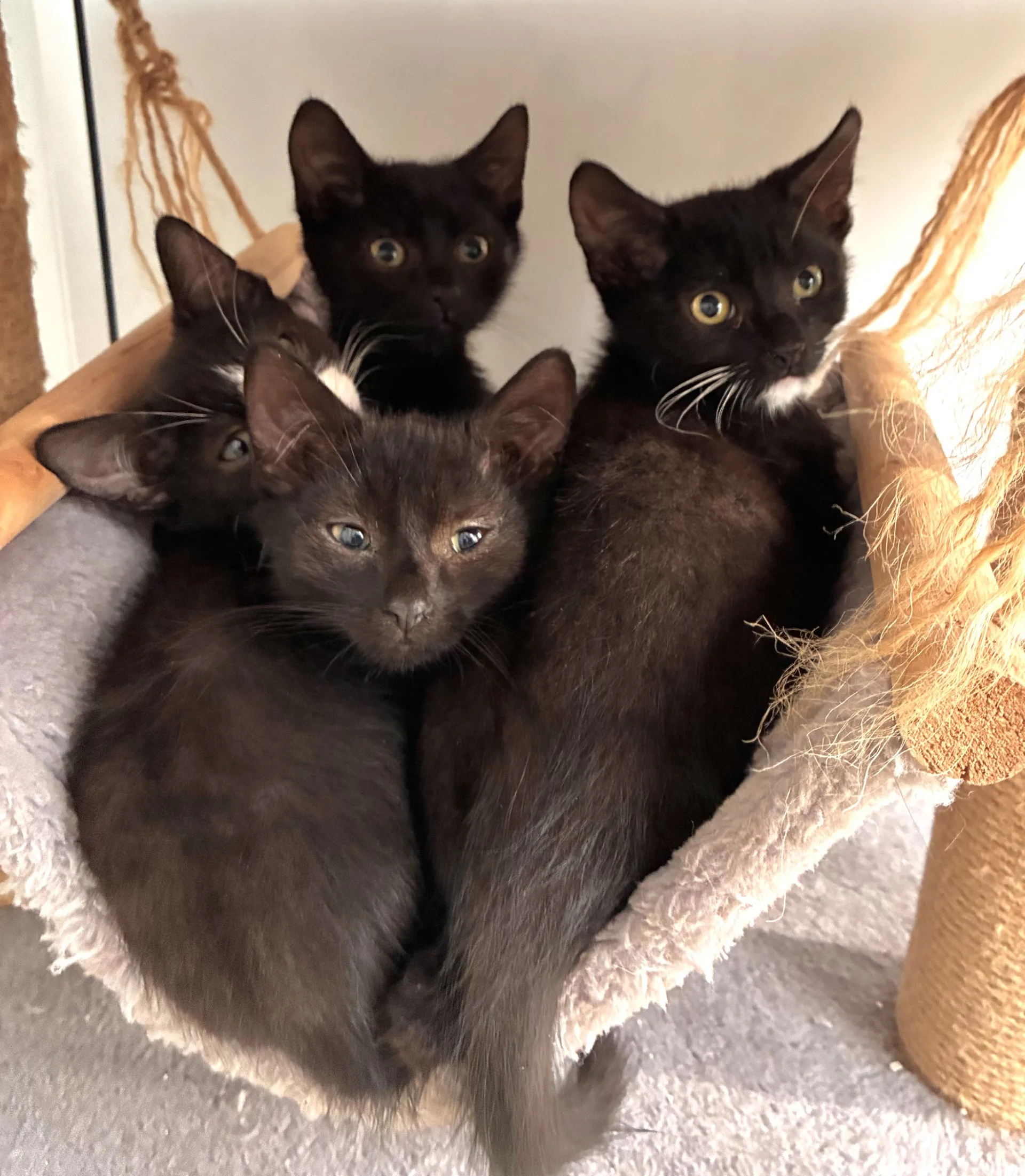 Raven & Boo (Echo & Nova now reserved)