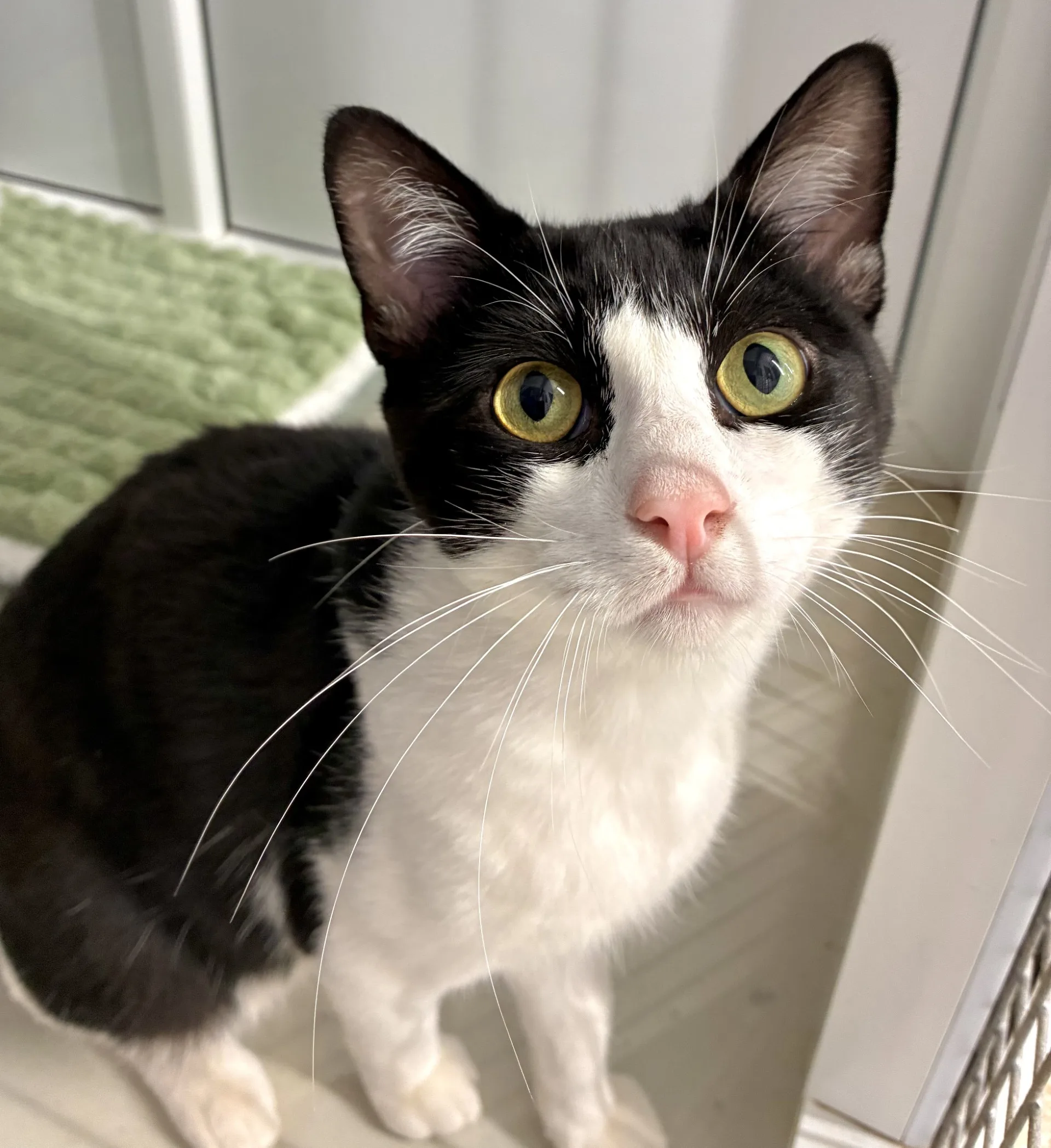 Figaro