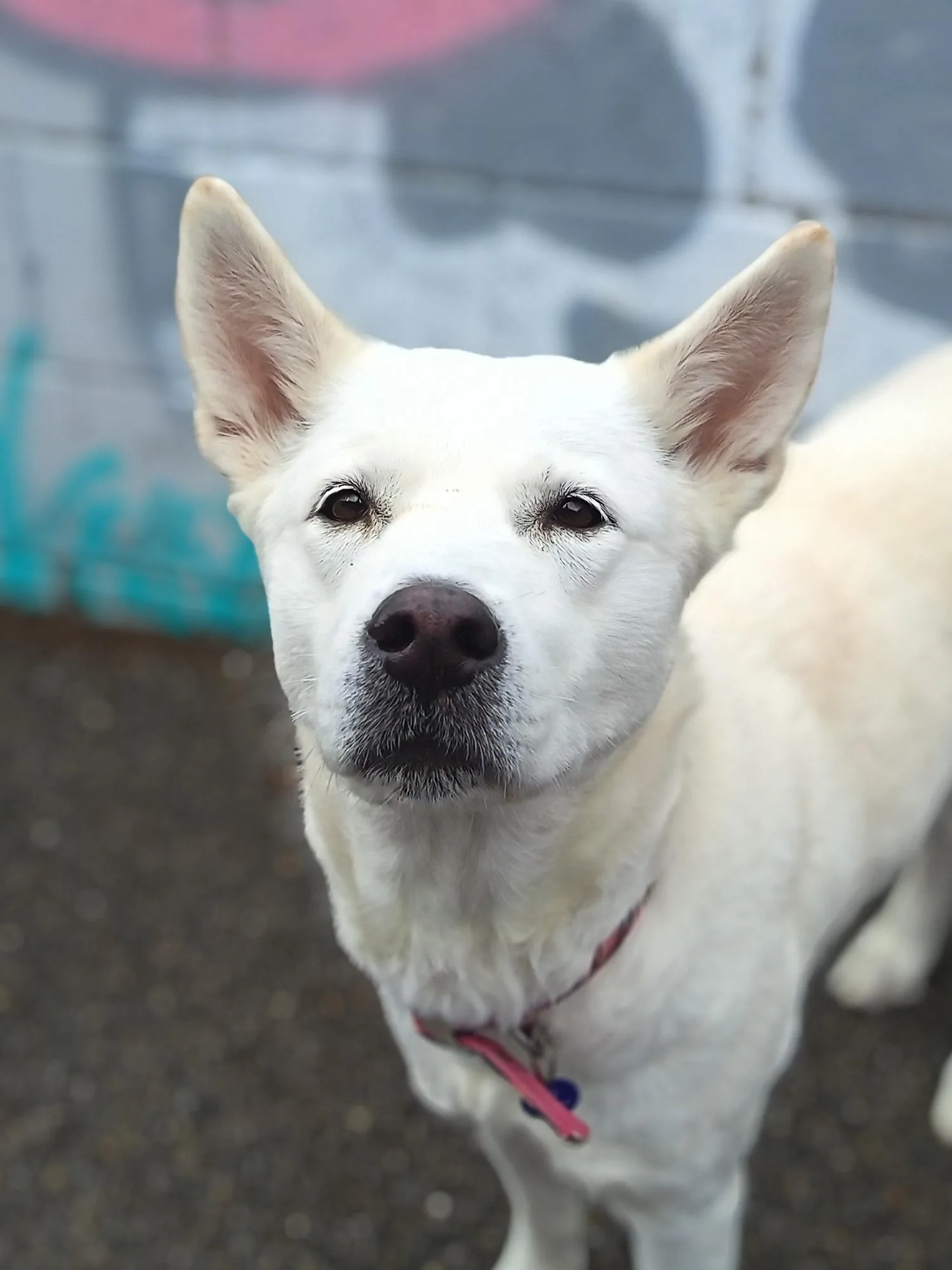 Nala