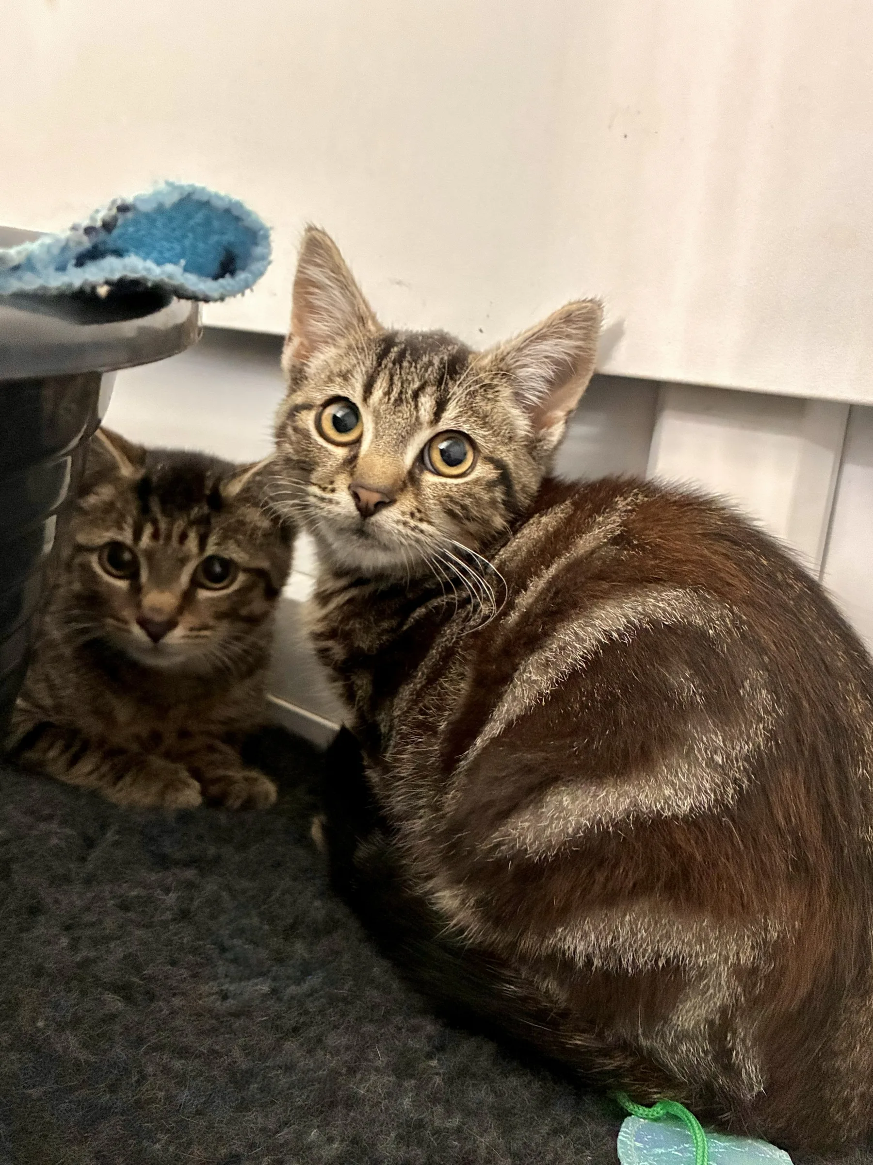 Tiger and Mouse