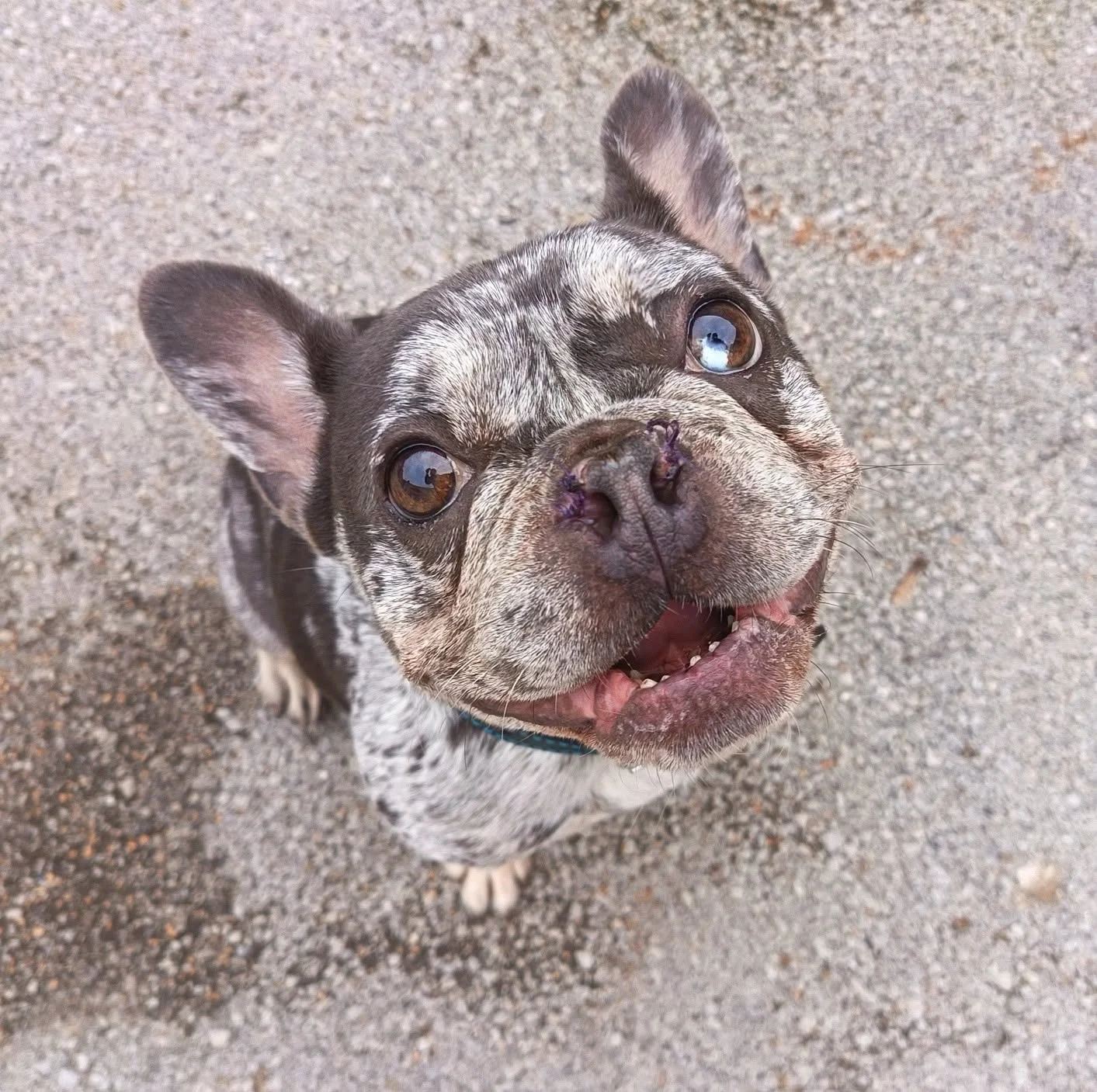 Oreo